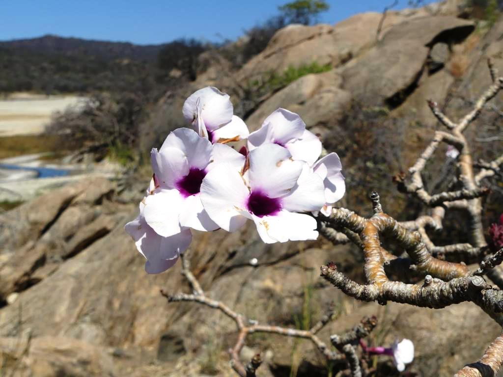 Flower of the local Desert Rose species at Lake Eyasi