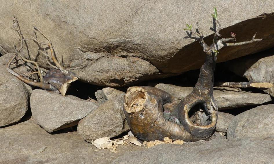 Hadza harvested a Desert Rose plant at Lake Eyasi for arrow poison