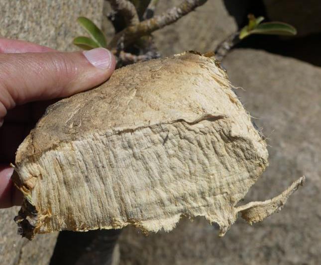 Chunk of Desert rose sapwood to collect its juices for arrow poison making