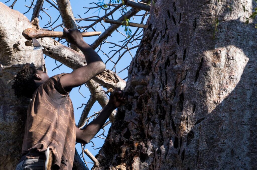 Hammering wooden pegs into a Baobab tree with the help of the Hadzabe axe