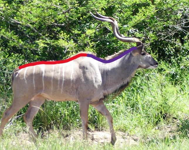 Ligaments on a Kudu's back