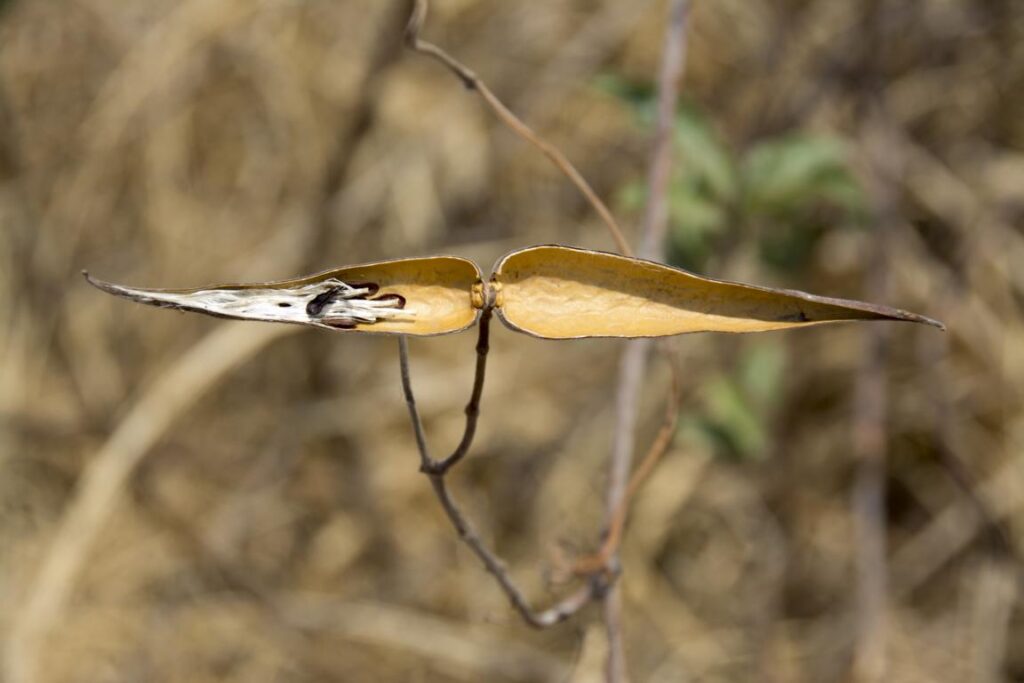 Strophanthus amboensis in Namibia