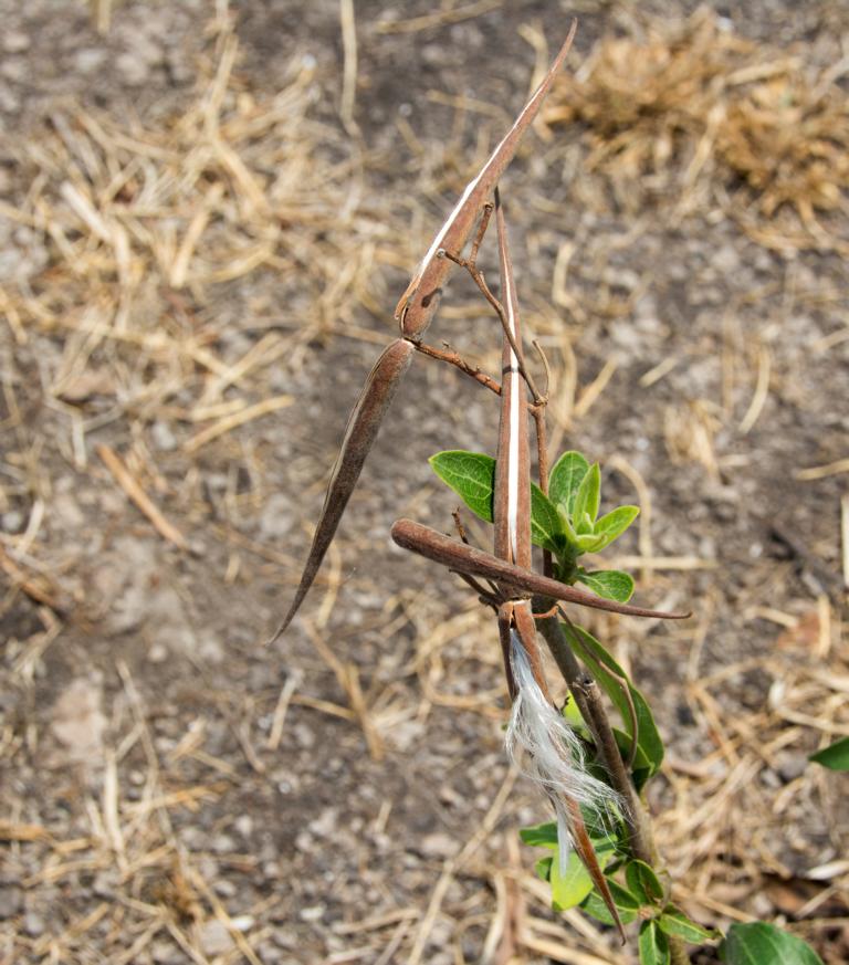 Strophanthus amboensis in Namibia