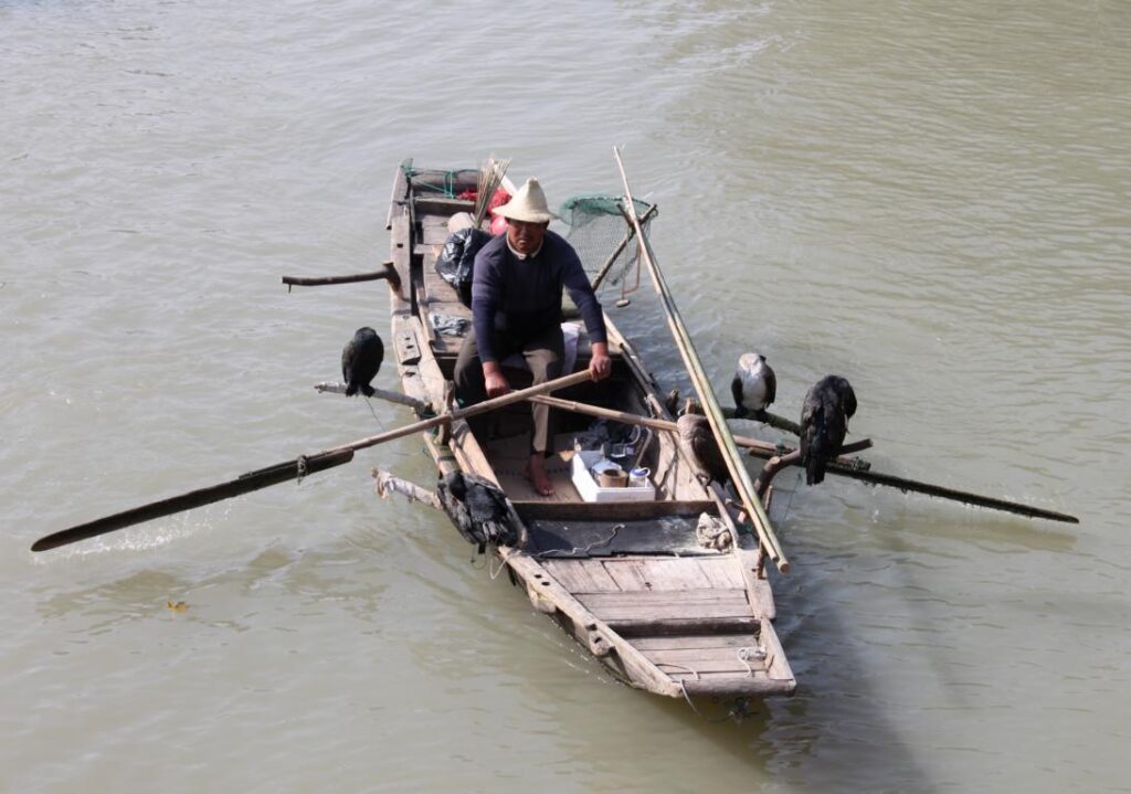 Real Cormorant fisherman near Suzhou