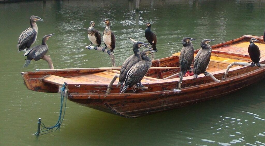 Coromorants used for fishing at a tourist set-up