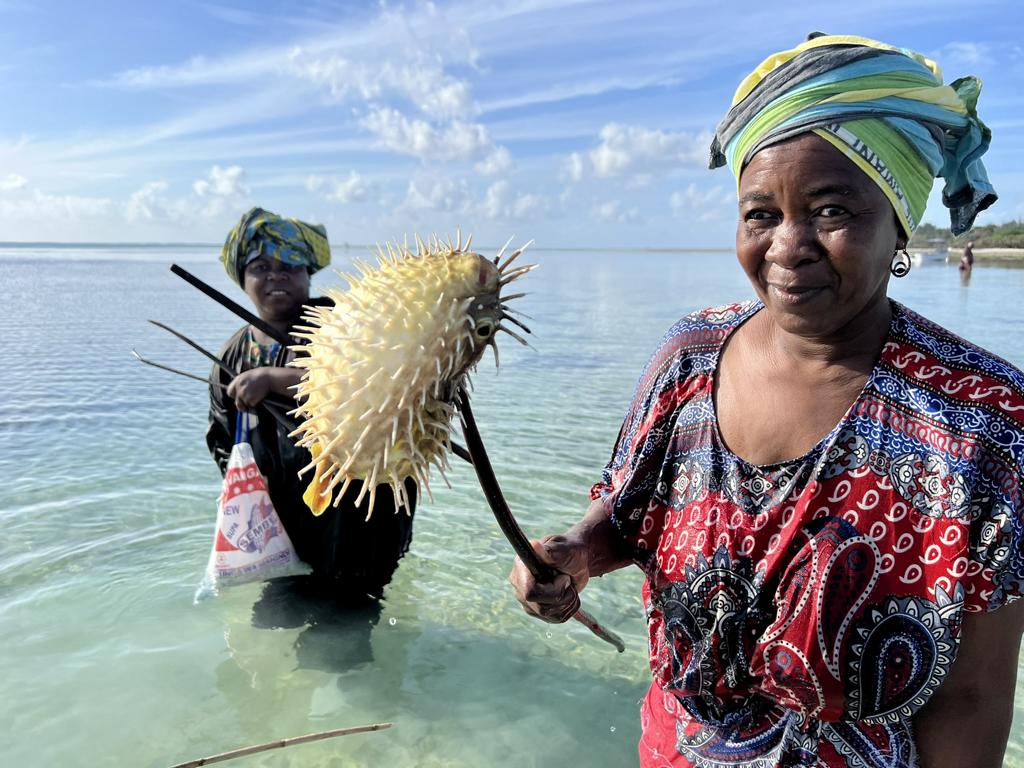 Porcupinefish caught by a local woman in Zanzibar