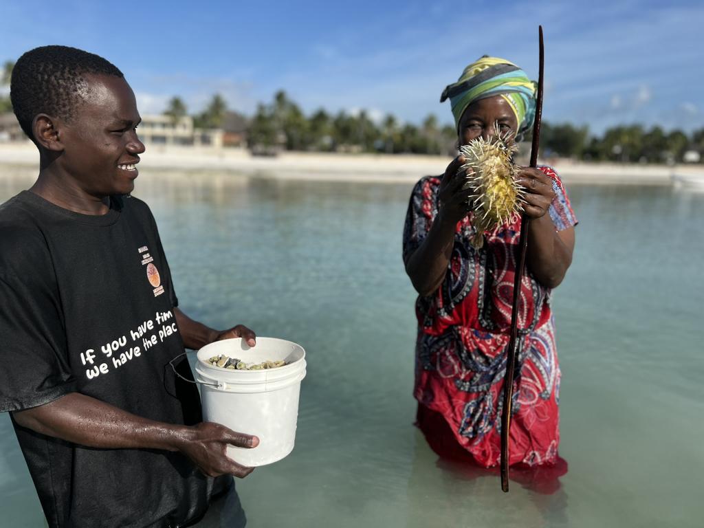 Catching porcupinefish with a stick at Zanzibar