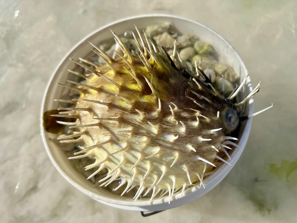 Inflated porcupinefish at Zanzibar