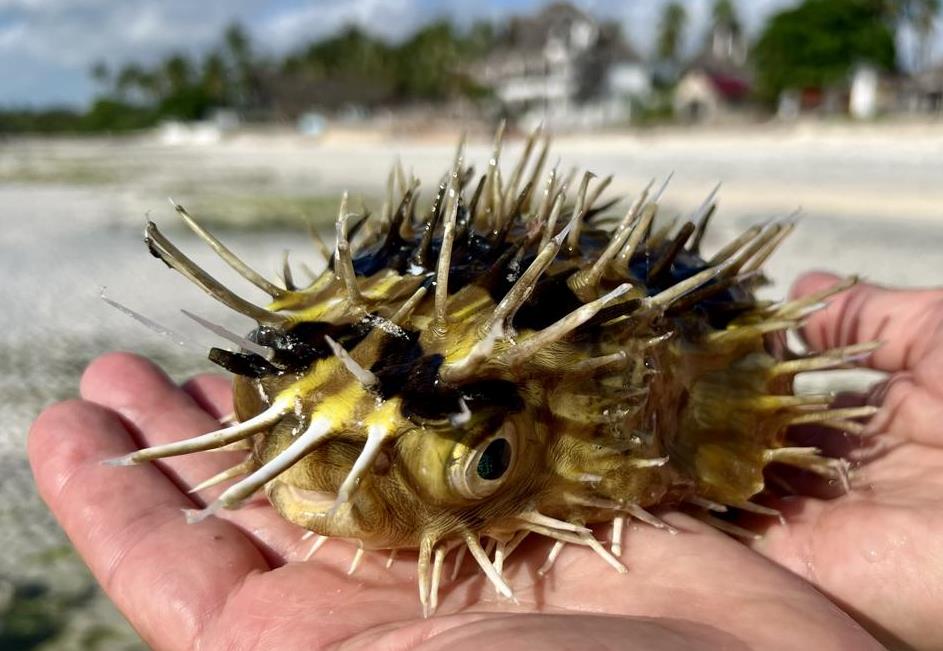 Long-spine porcupinefish at Zanzibar