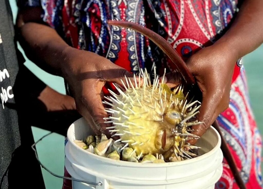 Porcupinefish and stick for catching it at Zanzibar