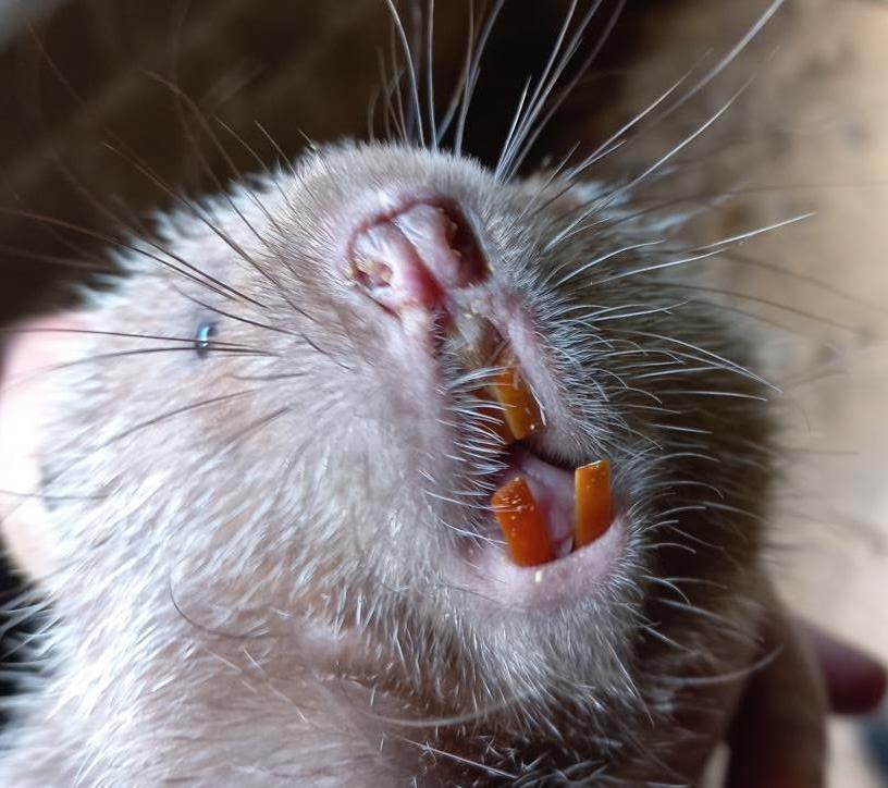 Incisors of a Large bamboo rat