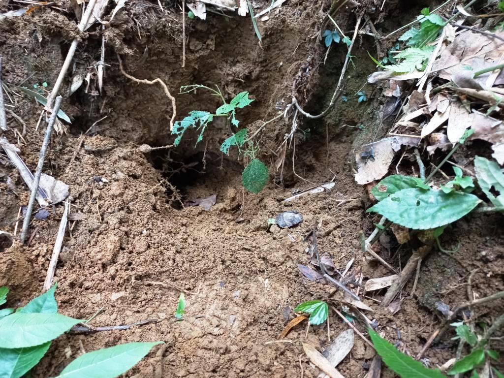 Entrance hole of a bamboo rat tunnel system