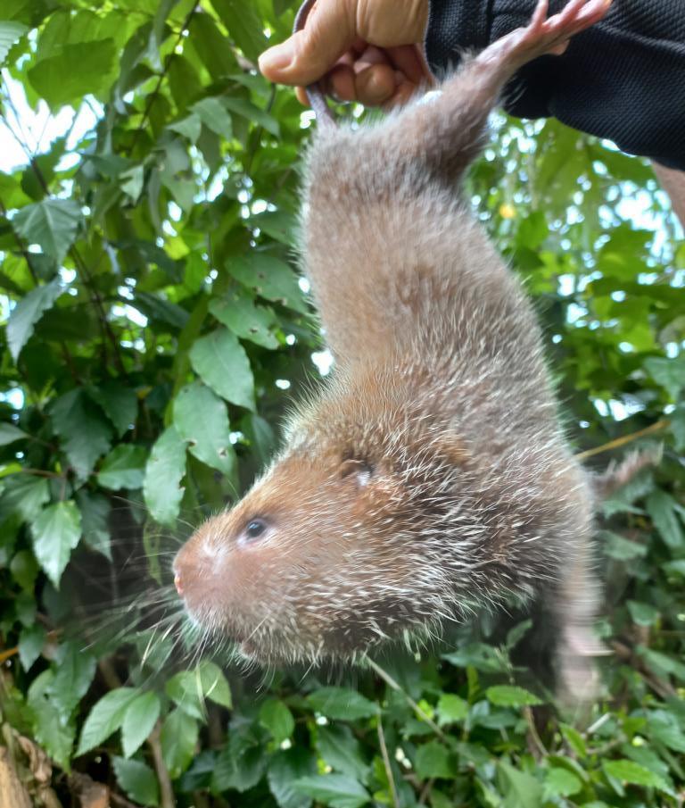 Large bamboo rat side view