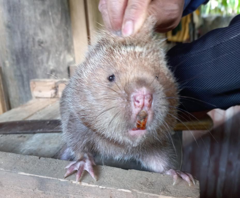 Large bamboo rat front view