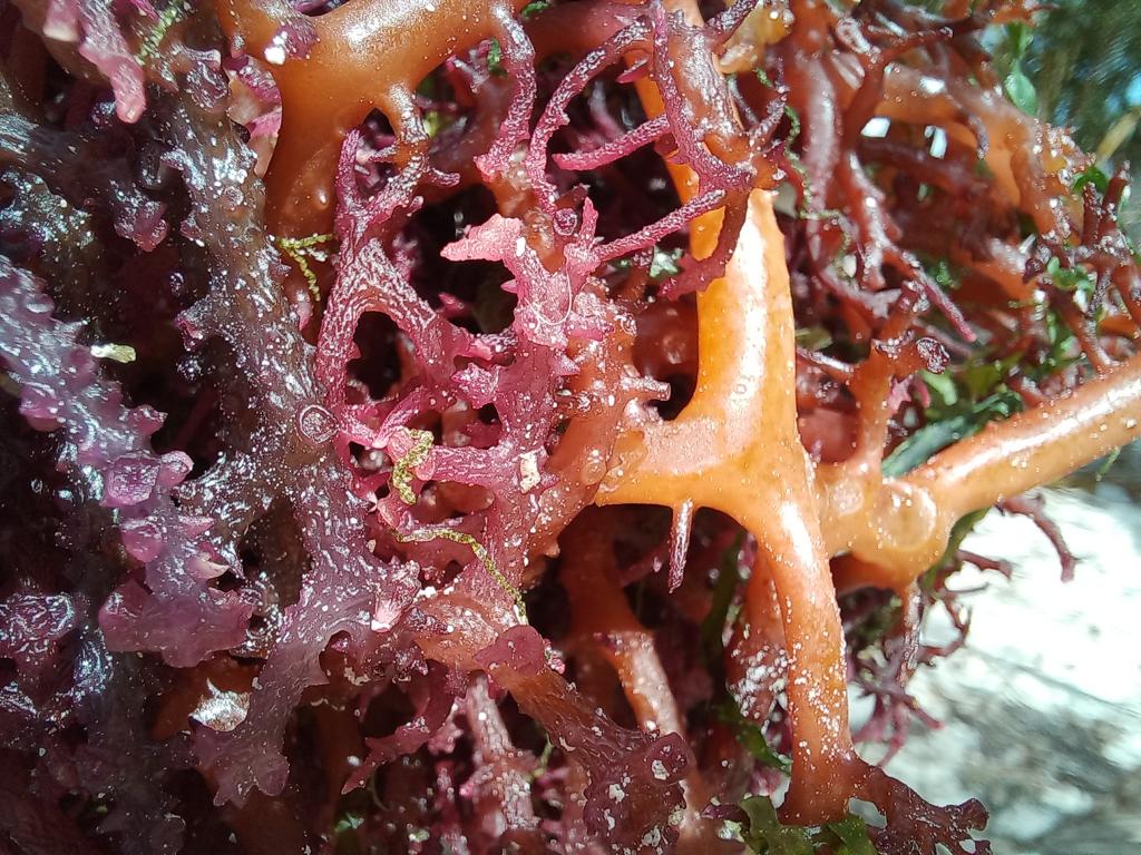 Detail view of red seaweed at Zanzibar