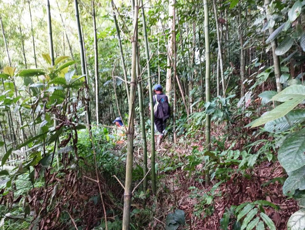 Secondary bamboo forest as prime habitat for bamboo rats