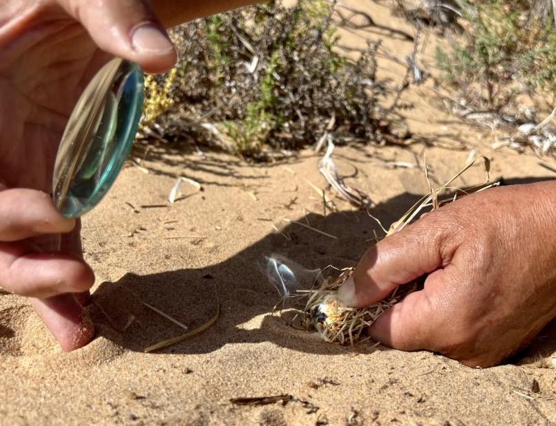 Straw and dry grasses are unsuitable for starting a fire with lenses