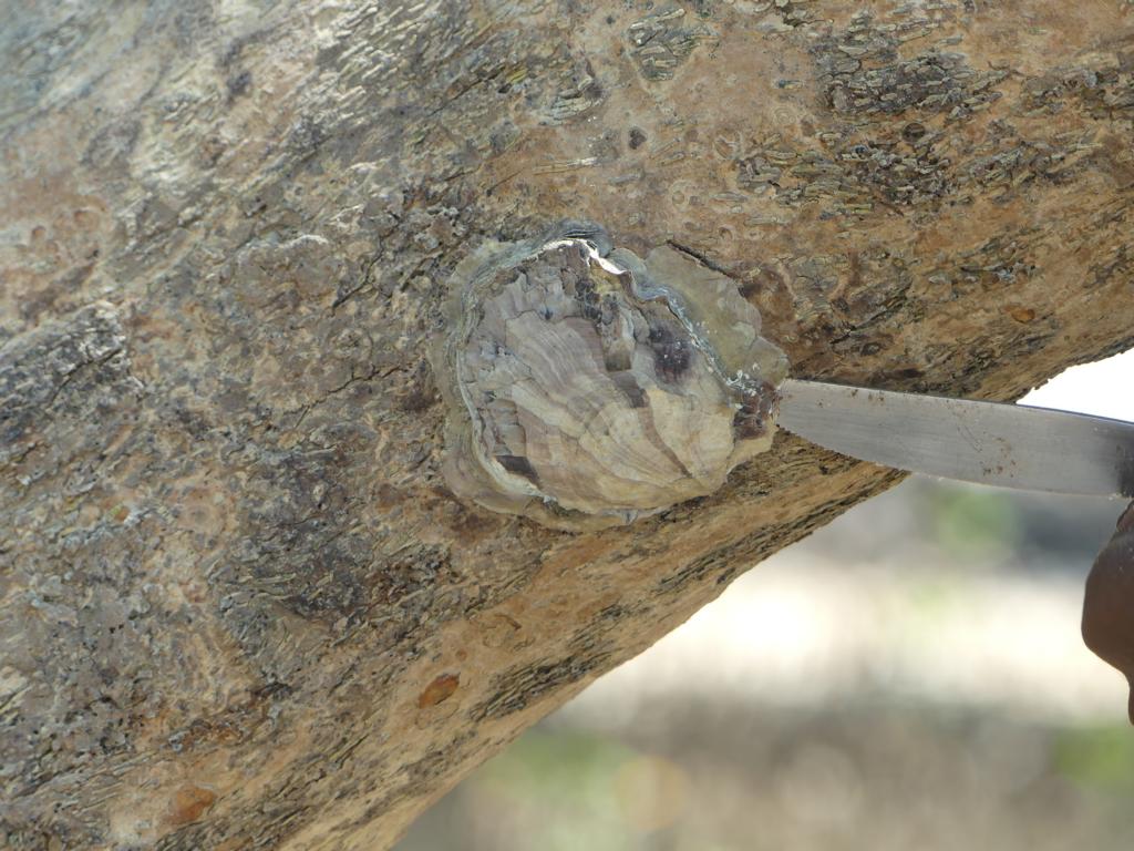 Prying off a mangrove oyster from a tree trunk