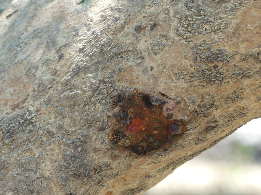 An oyster species growing on Mangrove trees - Bushguide 101