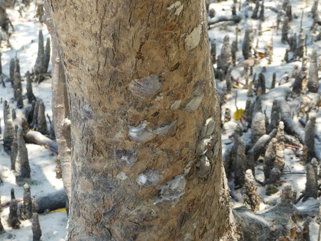 Mangrove oysters growing on a Mangrove tree