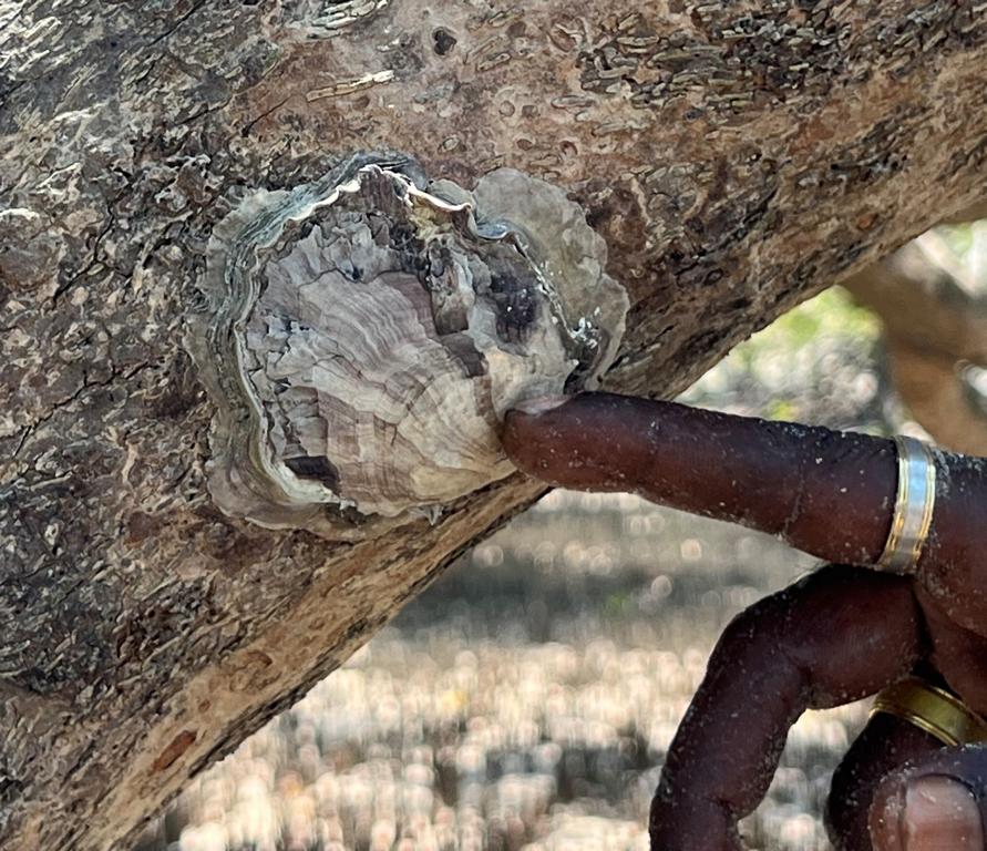 An oyster species growing on Mangrove trees - Bushguide 101