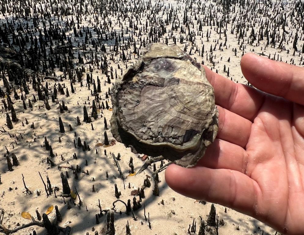 Shape and appearance of Mangrove oysters