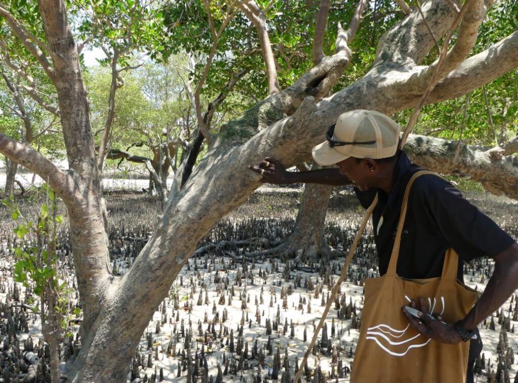 Mangrove oysters are growing high up of White Mangrove trunks