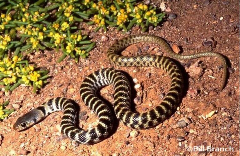 Top 10 rare snakes of Southern Africa - Bushguide 101