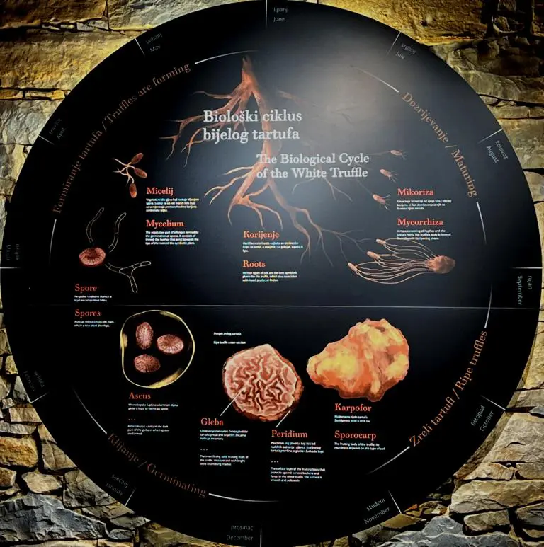 Biological cycle of the White truffle