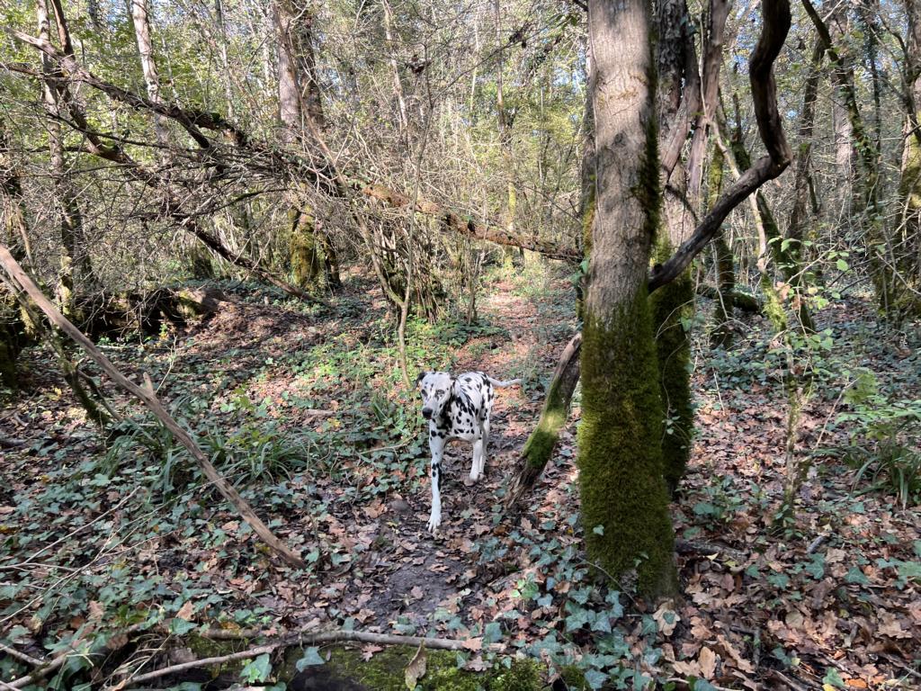 Typical deciduous forest around Motovun in Croatia