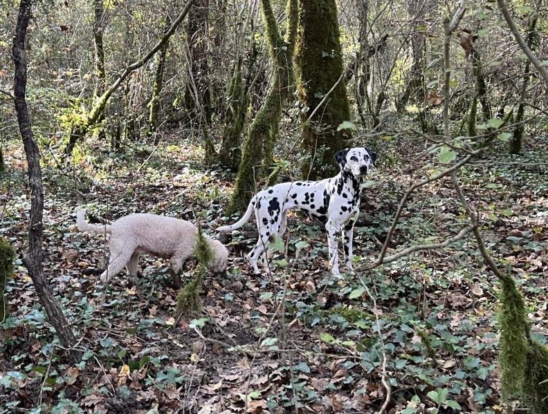 truffle sniffing dogs