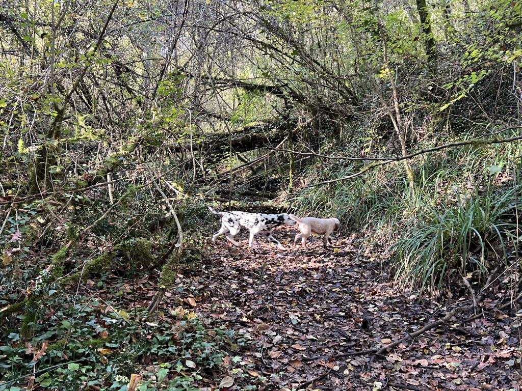 White truffles like to grow on sidewalls of ditches