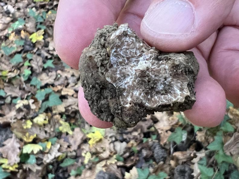 freshly harvested white truffle