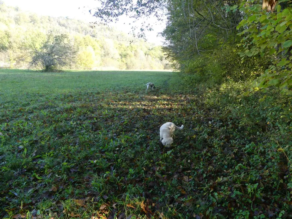 White truffles can also be found on meadows adjacent to deciduous forests