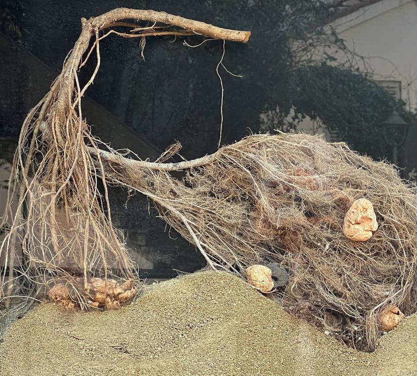 White truffles growing at lateral roots of deciduous trees