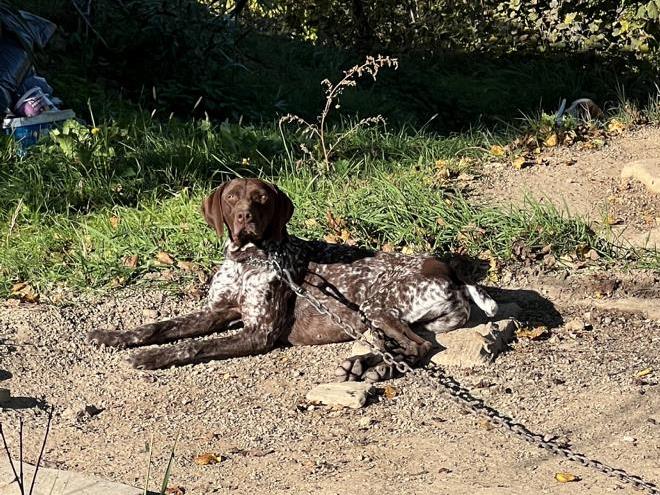 German Shorthaired Pointer for truffle hunting