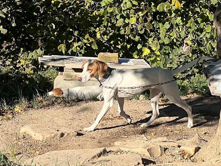 English Pointer for truffle hunting