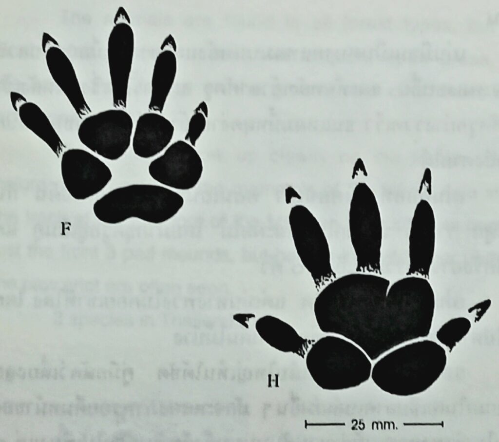 Front- and Hind tracks of a Large Bamboo Rat