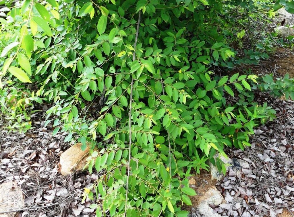 Grewia bicolor branch with leaves