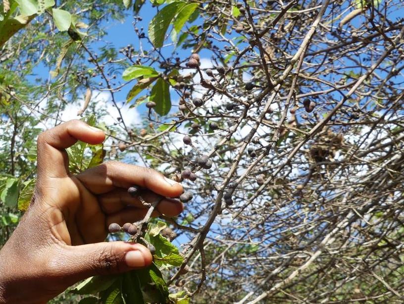 Grewia forbesii fruits on a bush