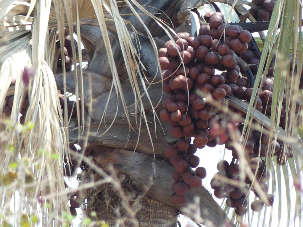 Ripe fruits of Hyphaena petersiana fan palm 