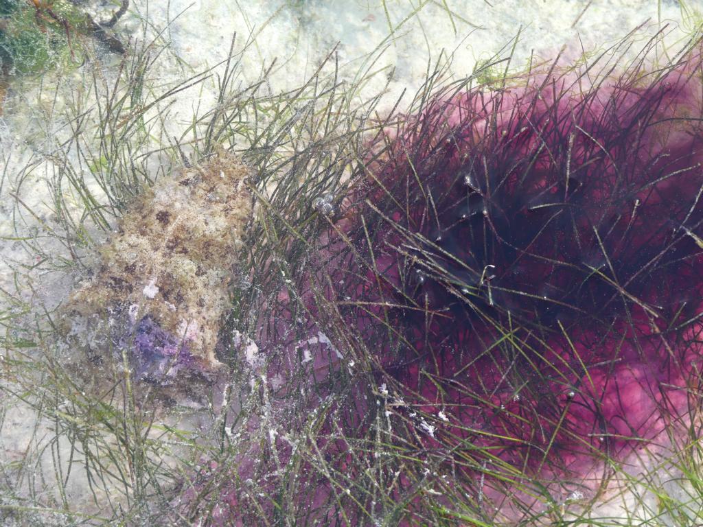 Sea hare Dolabella auricularia with its purple ink