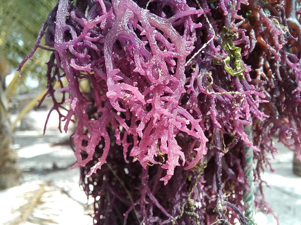 Purple color of red seaweed