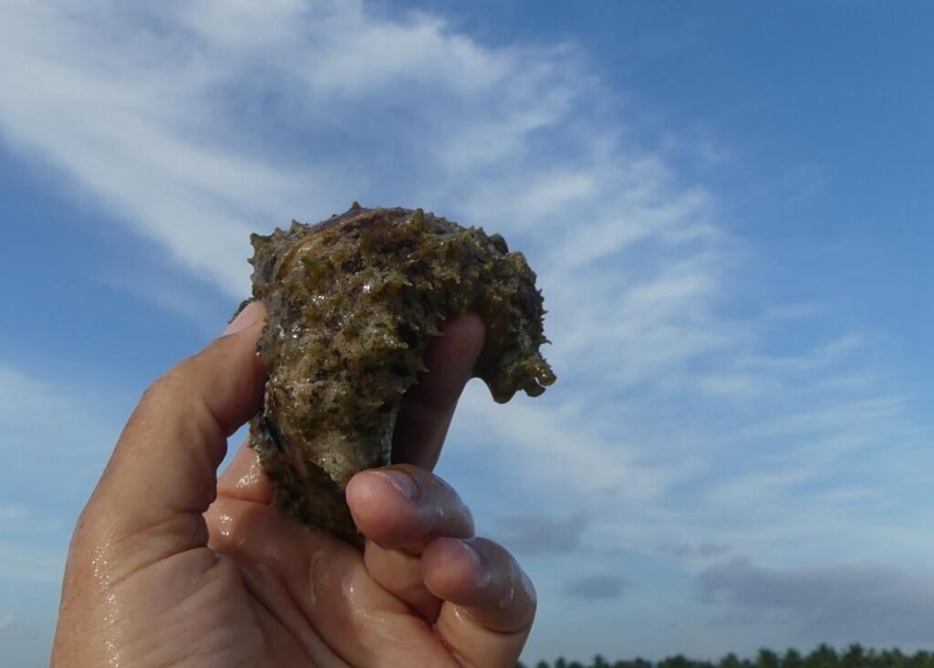 sea hare slug