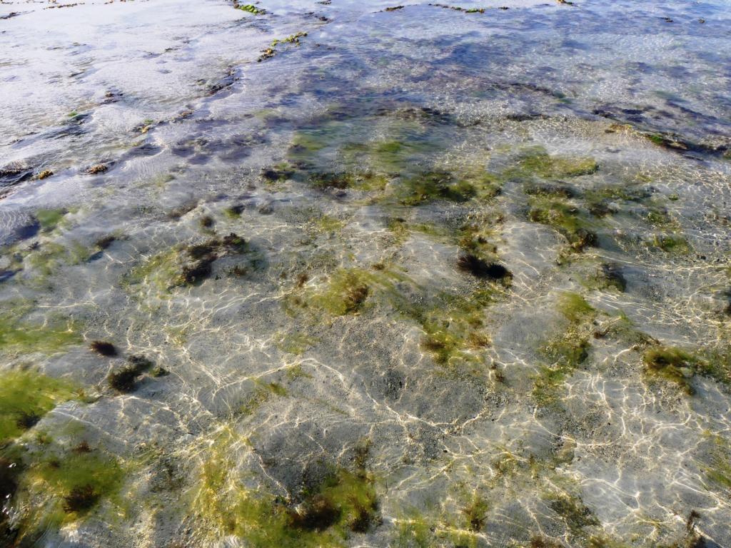 Typical sea hare habitat