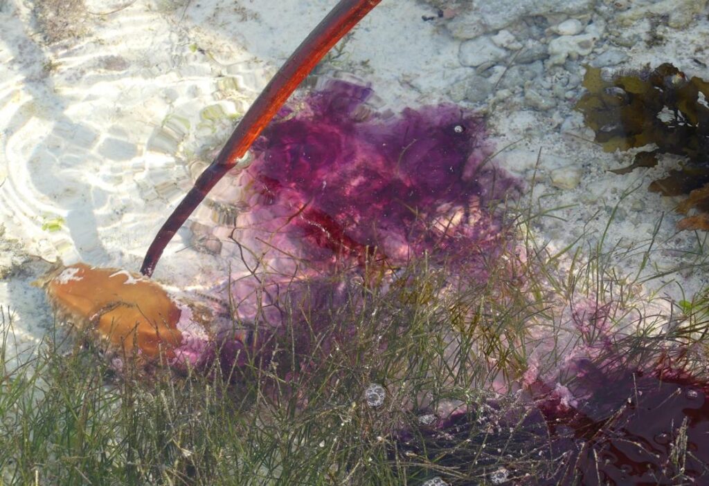 Sea hares release a purple ink when disturbed