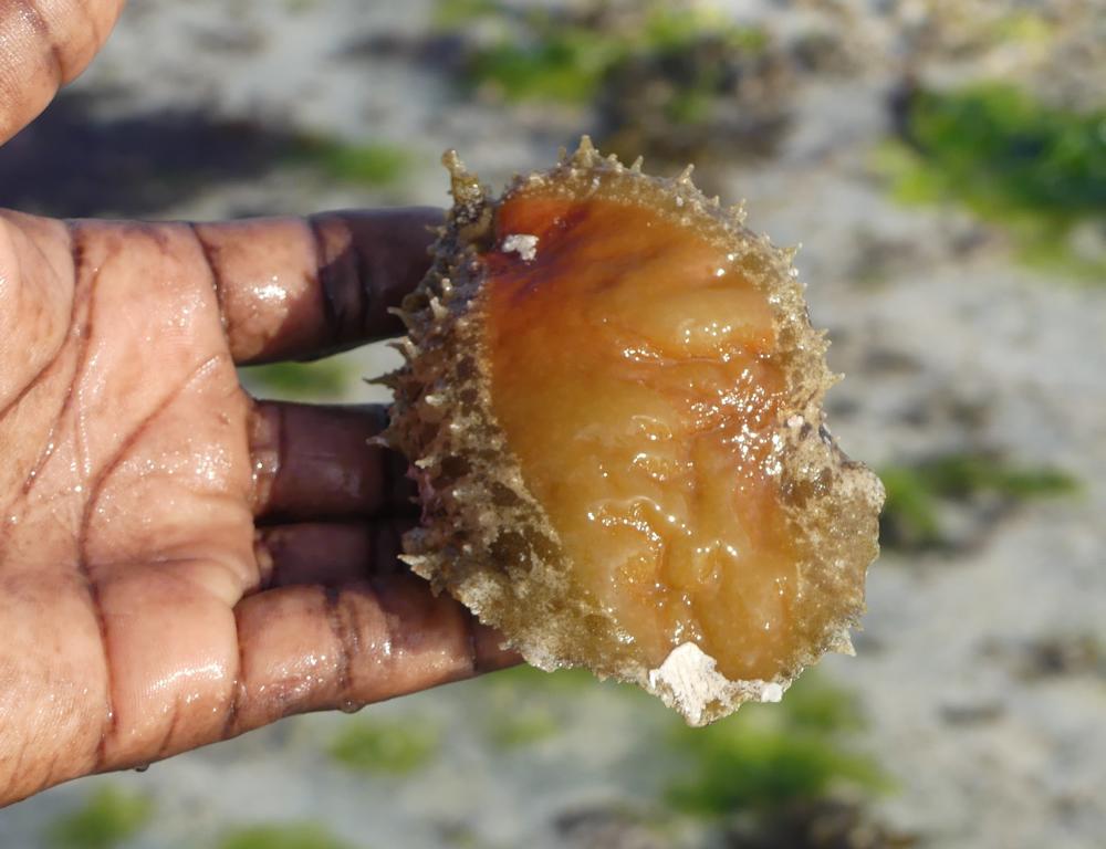 Lower side of sea hare (Dolabella auricularia)