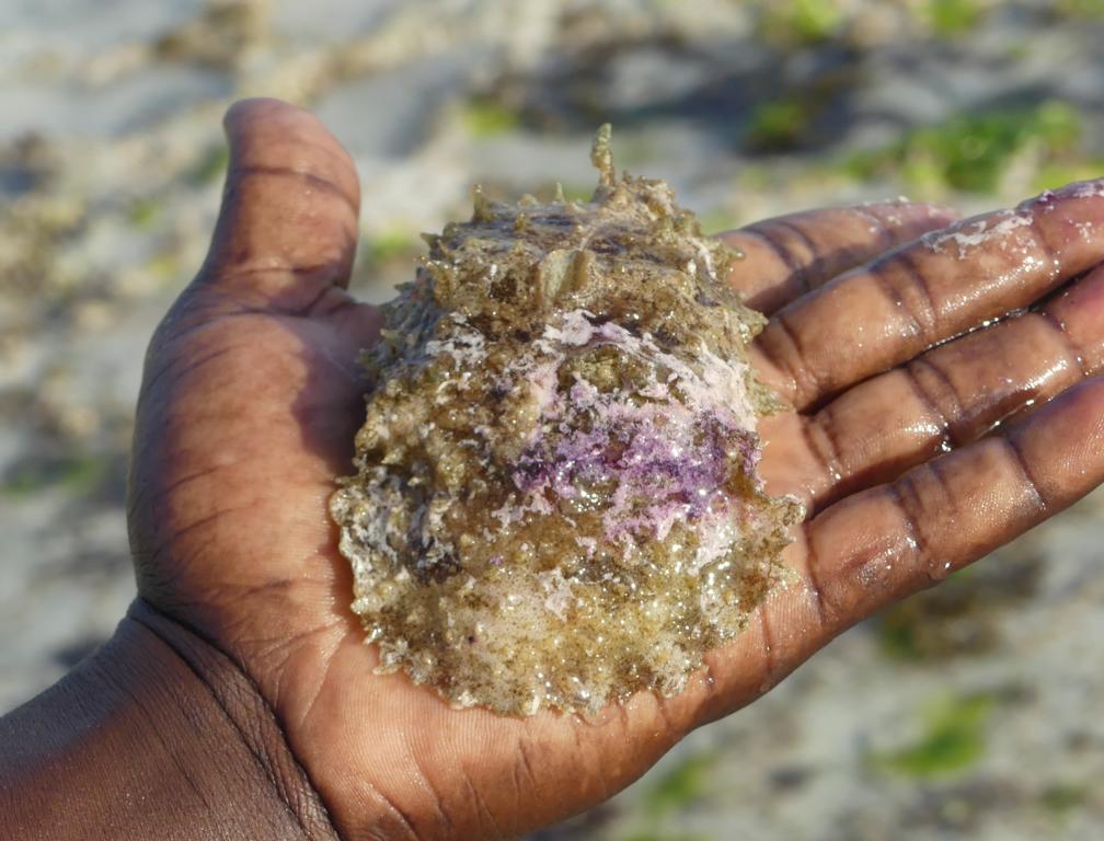 Upper side of sea hare (Dolabella auricularia)