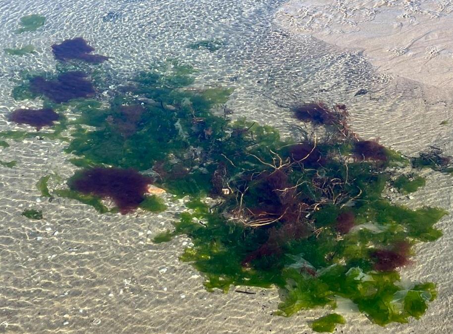 Sea lettuce intermingled with other algae