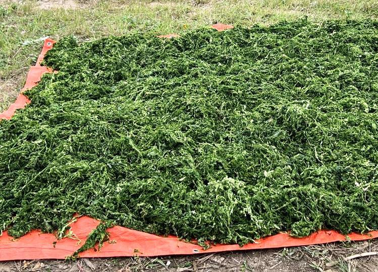 Dried sea lettuce for sale on a marketplace in Zanzibar